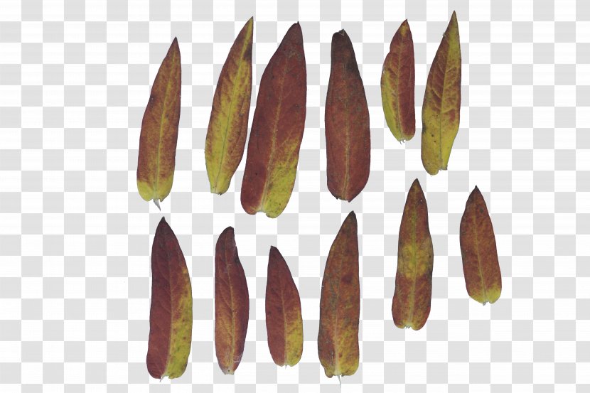 Leaf - Banana Texture Transparent PNG