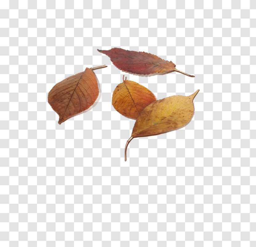 Leaf Autumn Deciduous - Leaves Transparent PNG