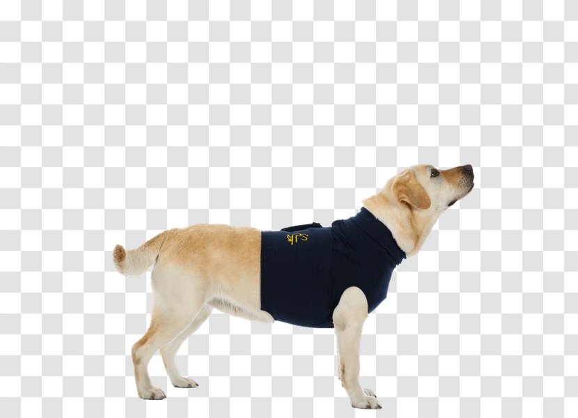 Labrador Retriever Dog Breed MPS-TOP Shirt - Leash - L Medical Pet MPS-HLS Hind Leg SleevesLShirt Transparent PNG