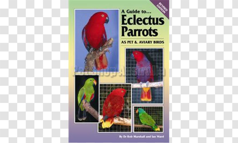 Loriini Lovebird Parrot Budgerigar Parakeet - Advertising Transparent PNG