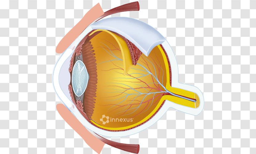 Central Retinal Artery Vein Human Eye - Care Transparent PNG