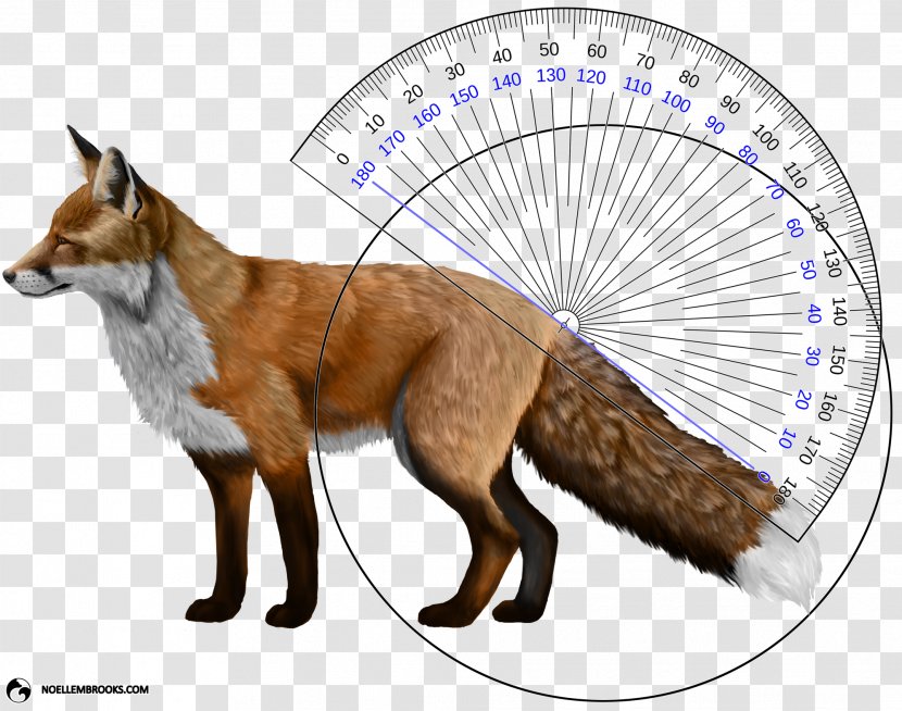 Domesticated Red Fox Dog Eastern American Transparent PNG