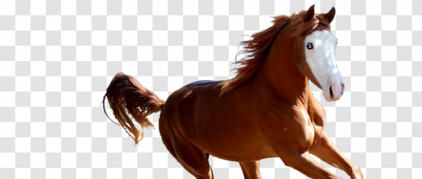 Mane Mustang Stallion Foal Colt - Livestock - Quarter Horse Transparent PNG