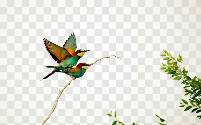 Hummingbird European Bee-eater Wallpaper - Wing - Graffiti Transparent PNG