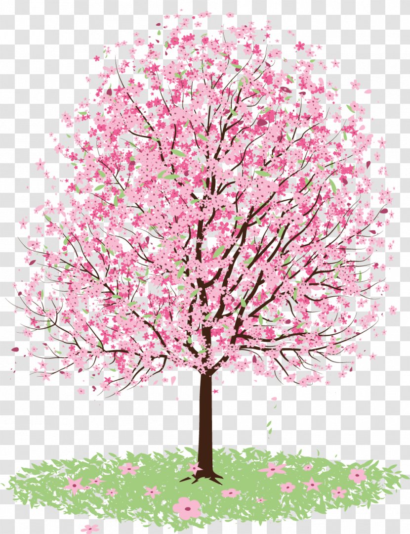 Cherry Blossom Tree Clip Art - Plant - Sakura Transparent PNG