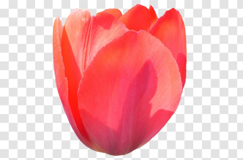Tulip Flower Peony Liliaceae Petal - Flowering Plant - Tulips Transparent PNG