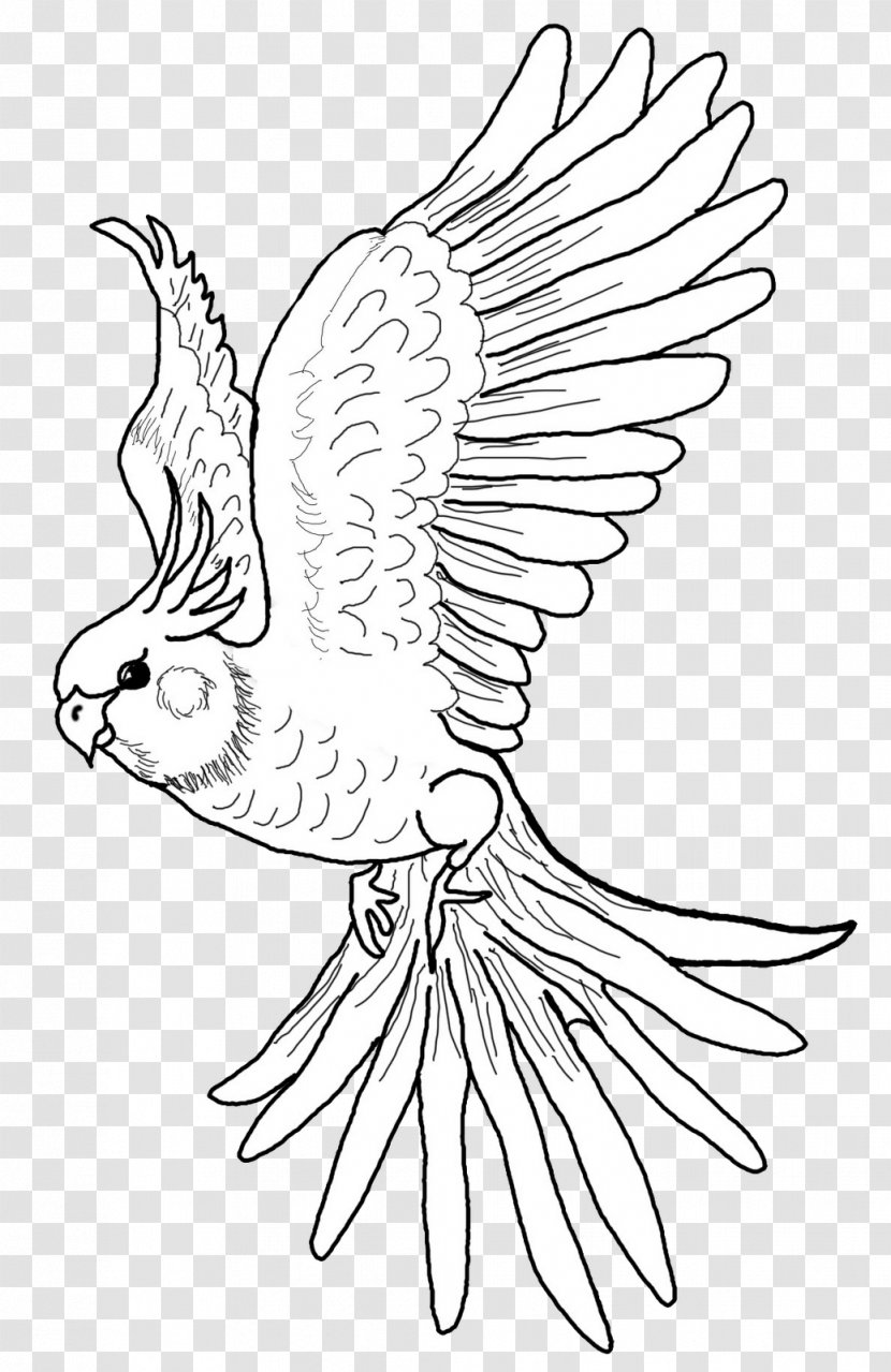 Cockatiel Bird Vertebrate Drawing - Animal Transparent PNG