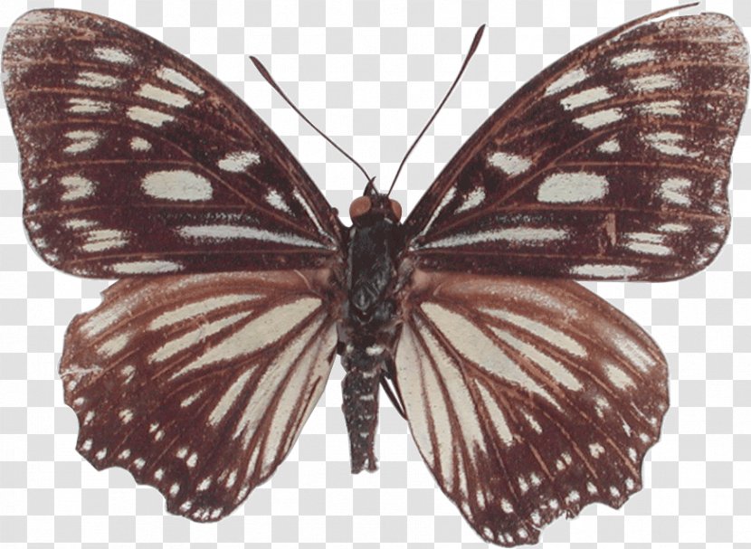 Monarch Butterfly Pieridae Gossamer-winged Butterflies Moth Transparent PNG
