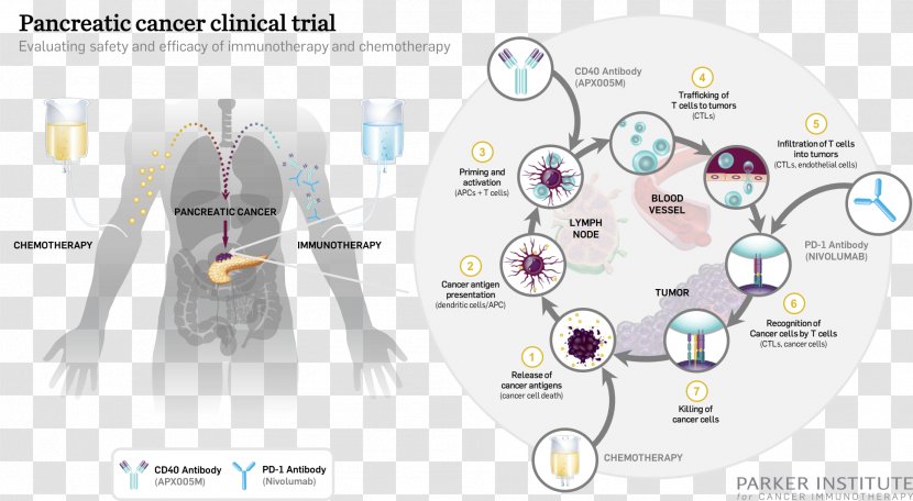 Pancreatic Cancer Immunotherapy Research Institute - Flower - Cartoon Transparent PNG