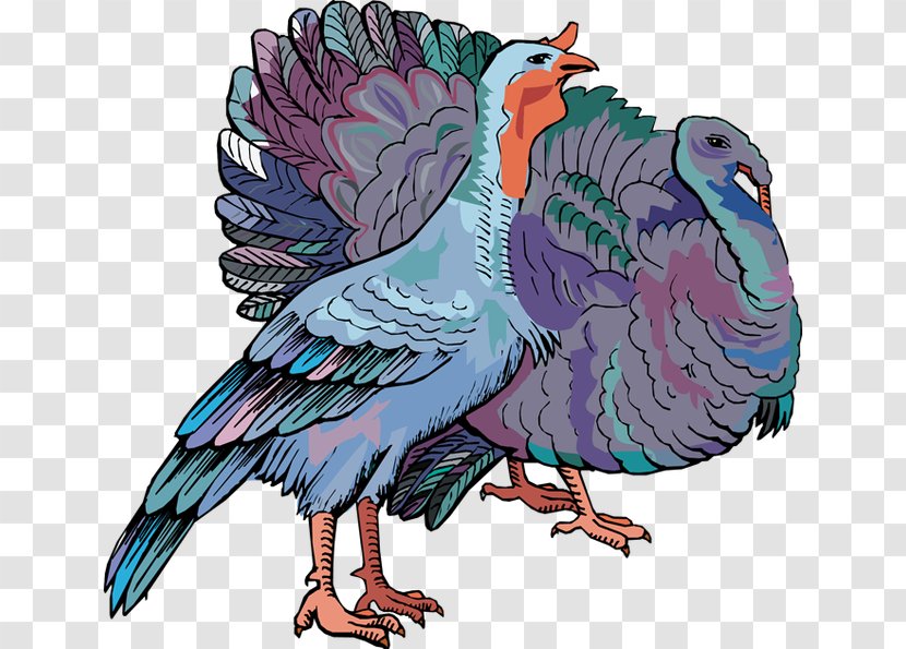 Chicken Bird Parrot Phasianidae Beak - Fauna - Turkey Transparent PNG