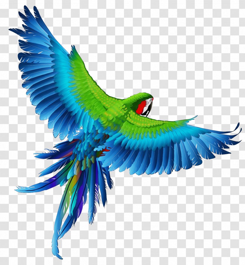 Bird Eagle Download Clip Art Drawing - Macaw - Condor Transparent PNG