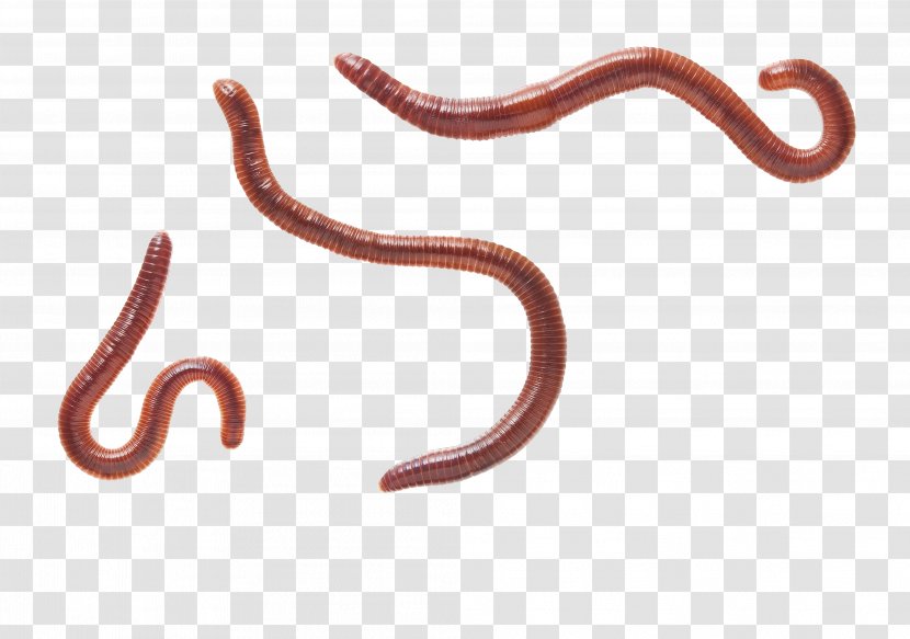 Earthworm Eisenia Fetida Gapeworm Reptile - Body Jewelry - Worms Transparent PNG
