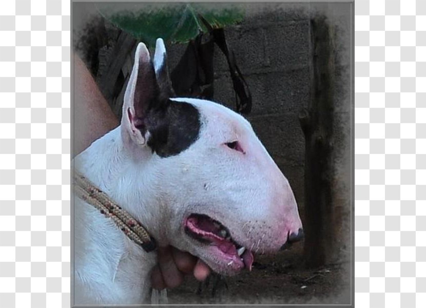 Bull Terrier (Miniature) American Pit And Old English - Shougu Transparent PNG