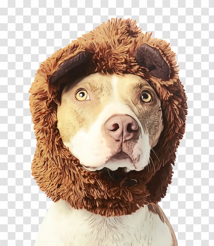 Cute Dog - Animal - Brittany Fur Transparent PNG