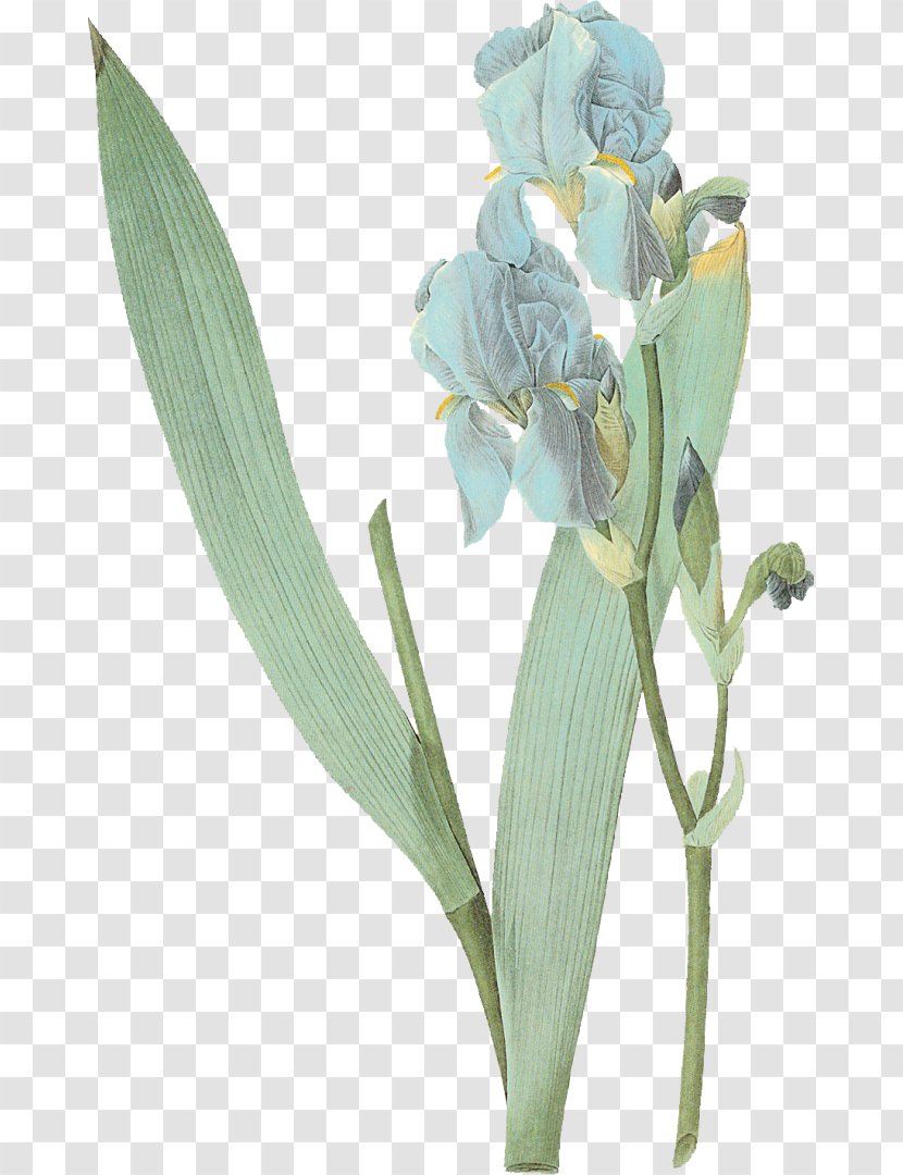 Irises Cut Flowers Painter Floral Design - Flower Transparent PNG