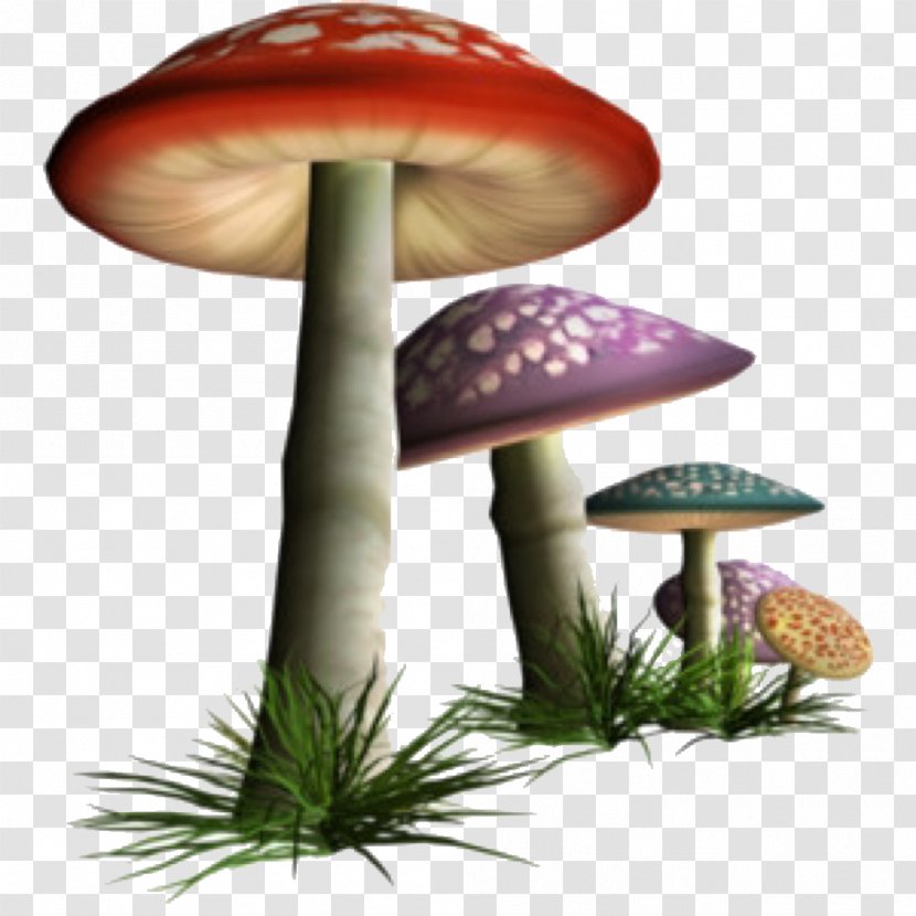 Edible Mushroom Fungus Clip Art Common - Amanita Transparent PNG