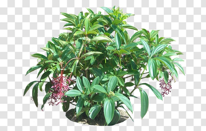 Euphorbia Milii Embryophyta Tropics Flower Tree - Herb - Tropical Plant Transparent PNG