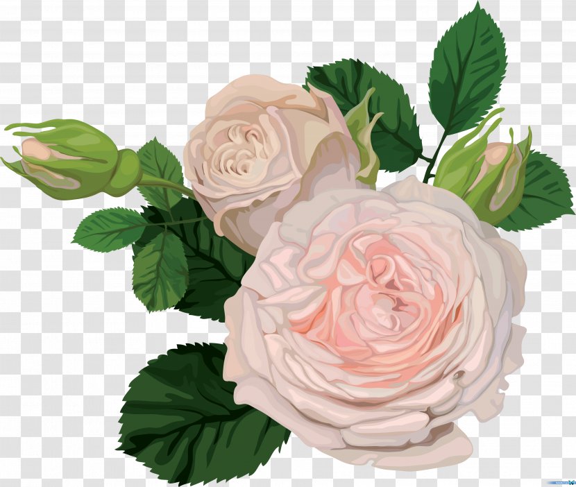 Flower Garden Roses Rosa Chinensis Floristry - RISE Transparent PNG