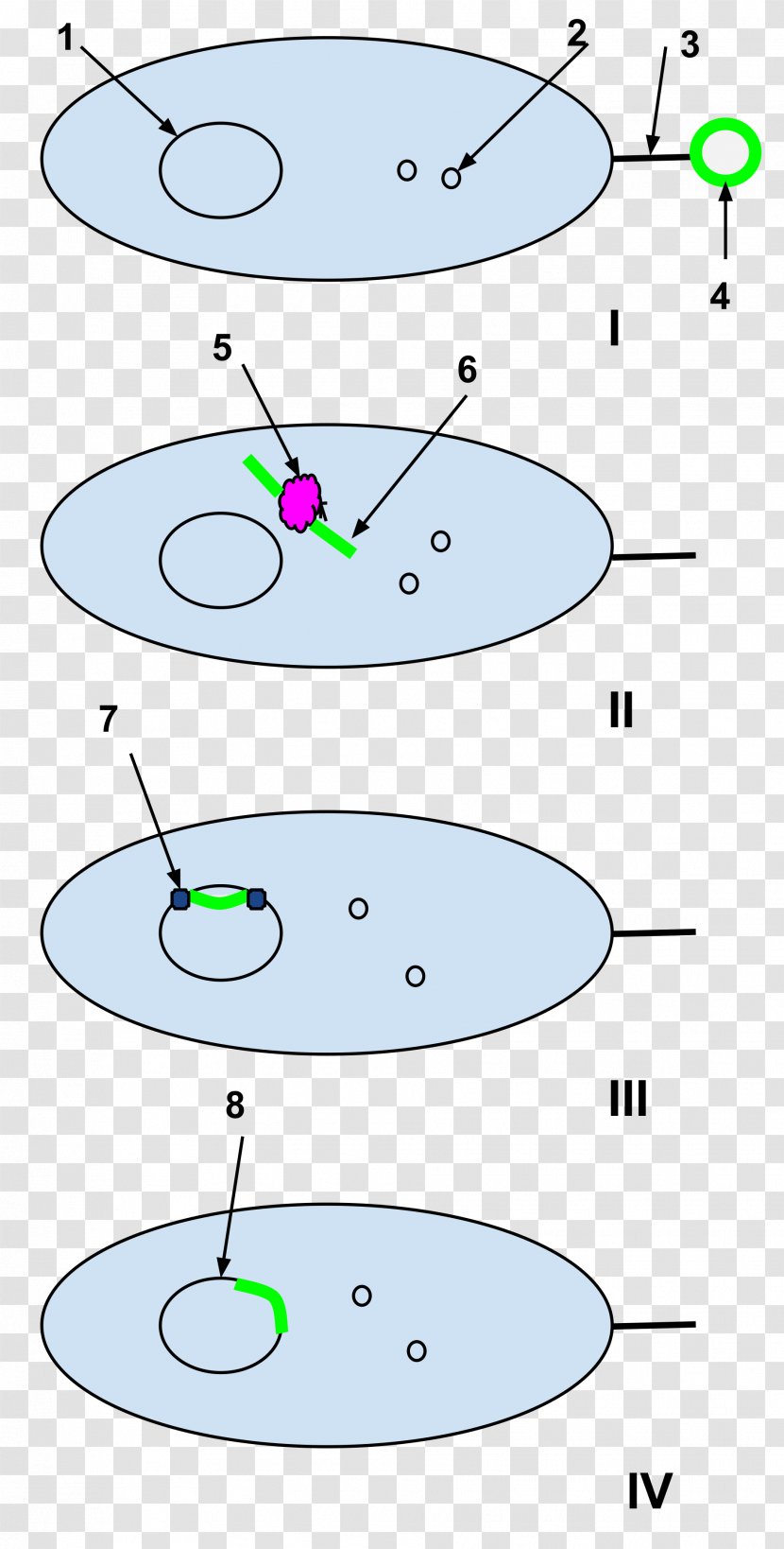 Natural Competence Molecular Biology Cell Bacteria - Dna - Ligase Transparent PNG