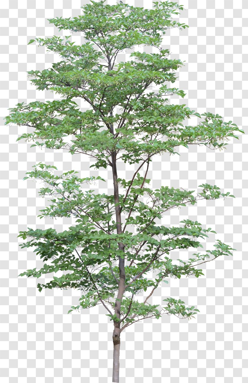 Tree Clip Art - Image Resolution - Bushes Transparent PNG