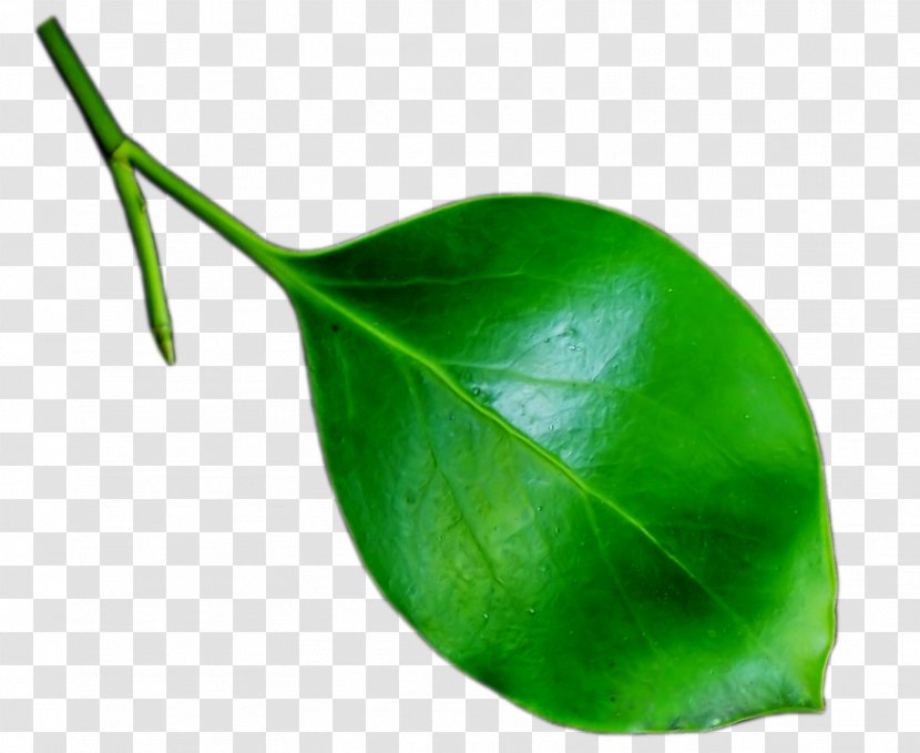 Leaf Plant Stem Clip Art - Quotation - Green Leaves Transparent PNG