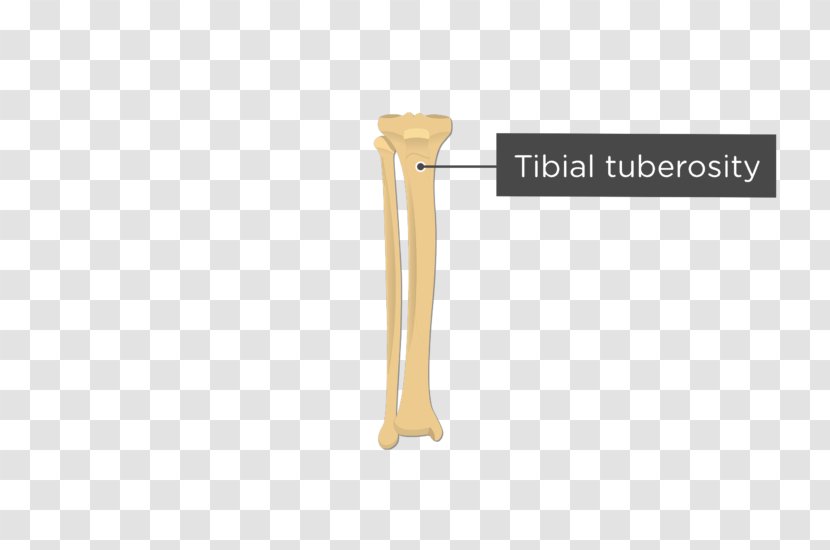 Tuberosity Of The Tibia Fibula Human Body Anatomy - Tibialis Anterior Muscle - Bone Transparent PNG