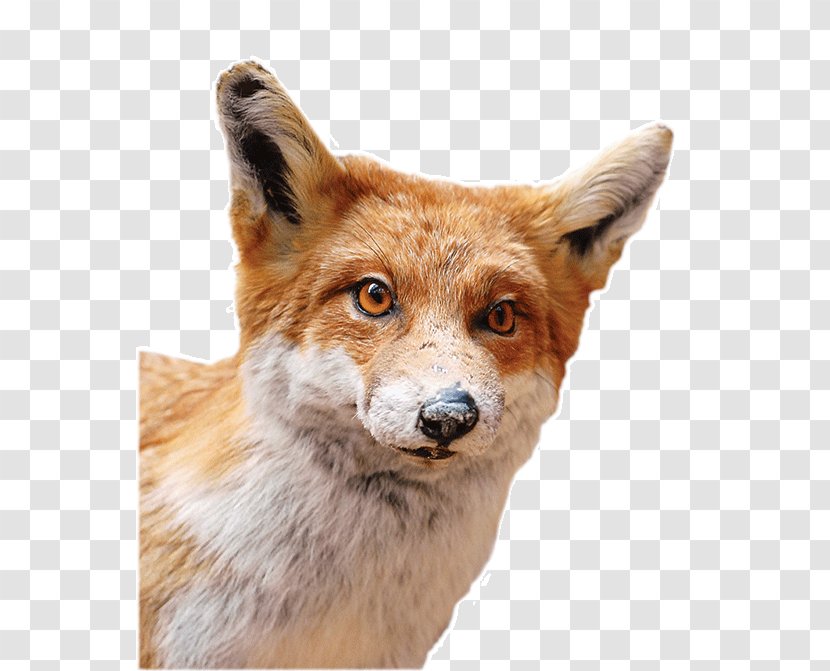 Red Fox Dhole Gray Wolf Fur - Snout Transparent PNG