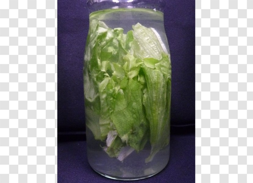 Romaine Lettuce - Leaf Vegetable - Ripples Ripple Transparent PNG