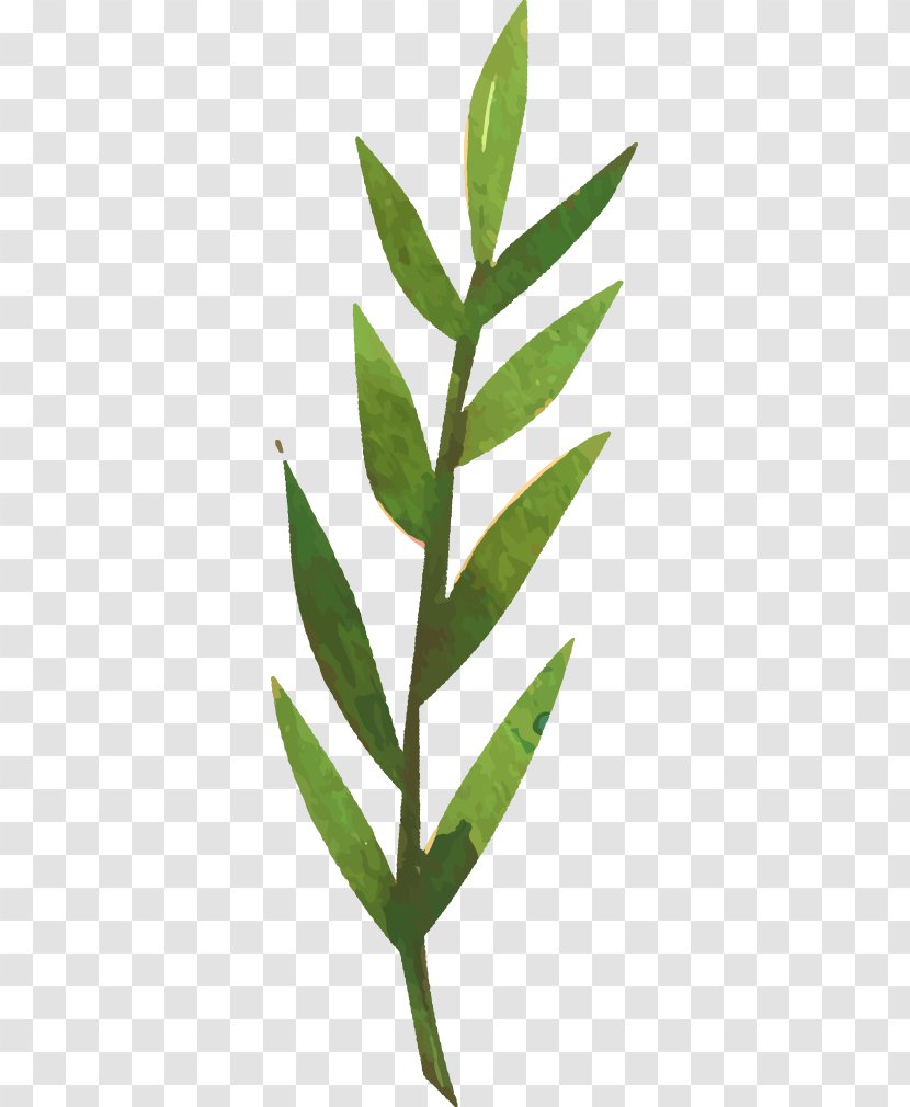 Graphic Design - Plant Stem - Decorative Grass Transparent PNG