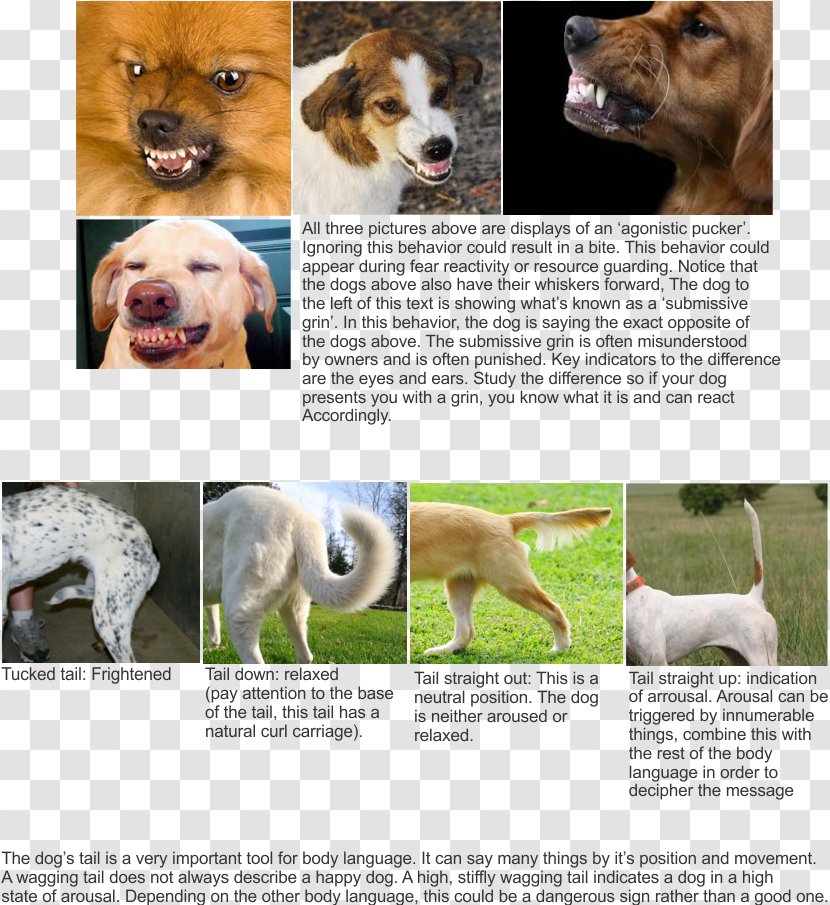 Dog Breed Golden Retriever Puppy Companion Training Transparent PNG