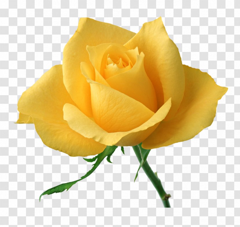 Rose Desktop Wallpaper Yellow High-definition Video Flower - Order - White Roses Transparent PNG
