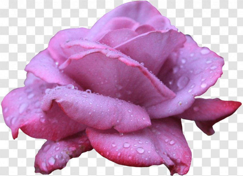 Beach Rose Flower Clip Art - Order Transparent PNG