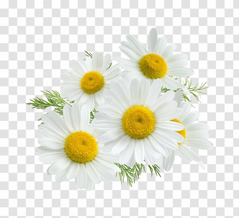 Roman Chamomile Stock Photography Royalty-free Flower - Petal - Camomile Transparent PNG