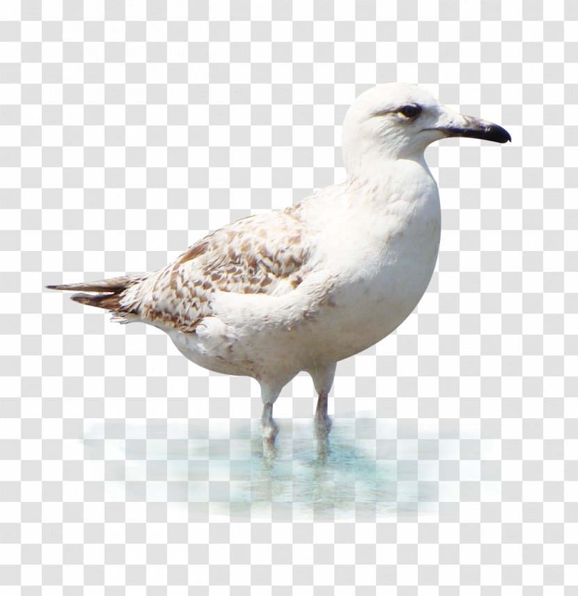 European Herring Gull Great Black-backed Clip Art - Image Hosting Service - White Transparent PNG