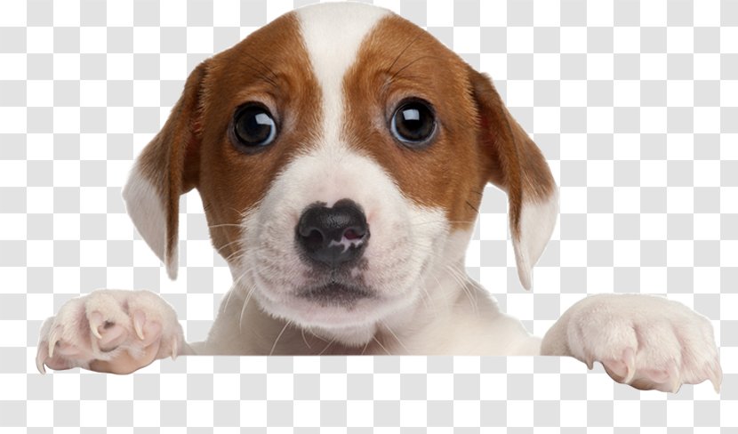 Puppy Border Collie Cat Poodle Pug - Dog Like Mammal - Pet Adoption Transparent PNG