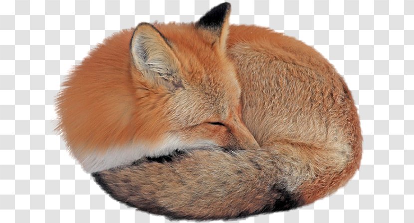 Red Fox Desktop Wallpaper Gray Wolf - Whiskers - Sleeping Transparent PNG