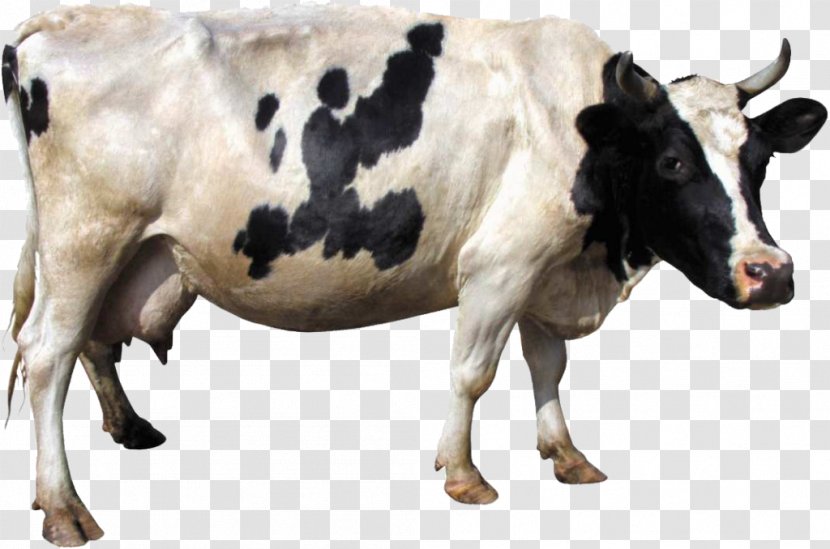 Holstein Friesian Cattle Dairy Gyr Clip Art - Image File Formats - Animal Background. Transparent PNG