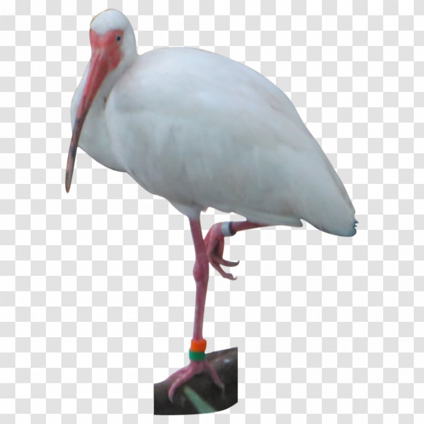 White Stork Bird Pelican Crane Ibis - Cartoon - Island Cutout Download Transparent PNG