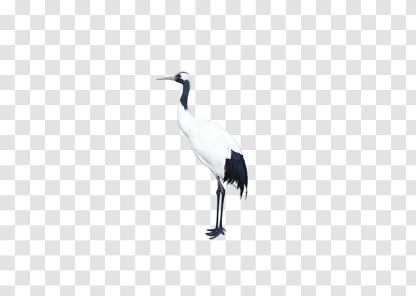 Crane U795eu8c37u4e2du533bu9662 Bird Goose - Isolated Red-crowned Transparent PNG