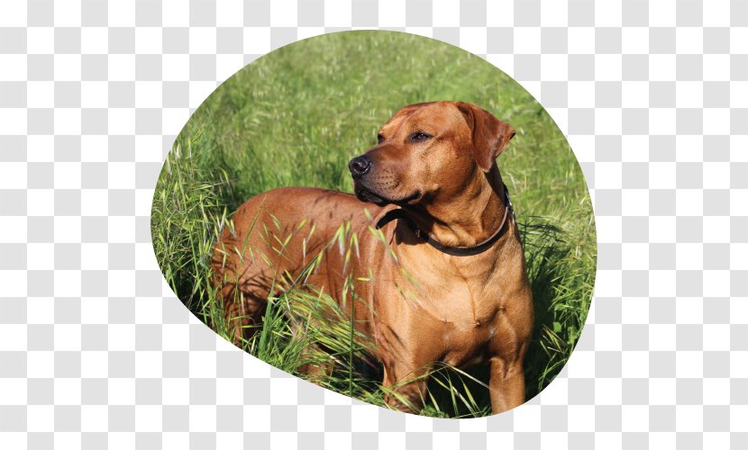 Rhodesian Ridgeback Black Mouth Cur Redbone Coonhound 2018 Couleur Café Dog Breed - Watercolor - Croquettes Transparent PNG
