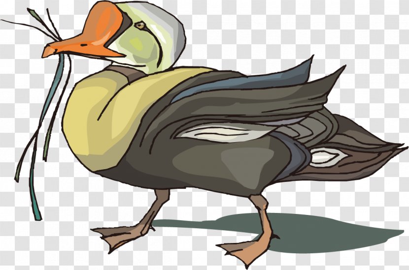Duck Clip Art Illustration Image - Ducks Geese And Swans - Bird Cartoon Transparent PNG