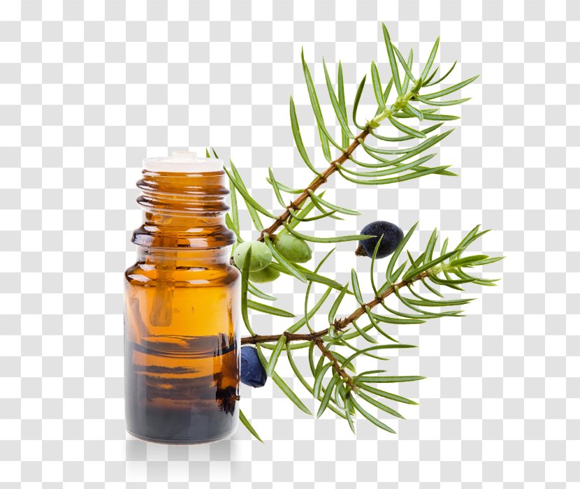 Juniperus Oxycedrus Common Juniper Essential Oil Lavender - Herbalism Transparent PNG