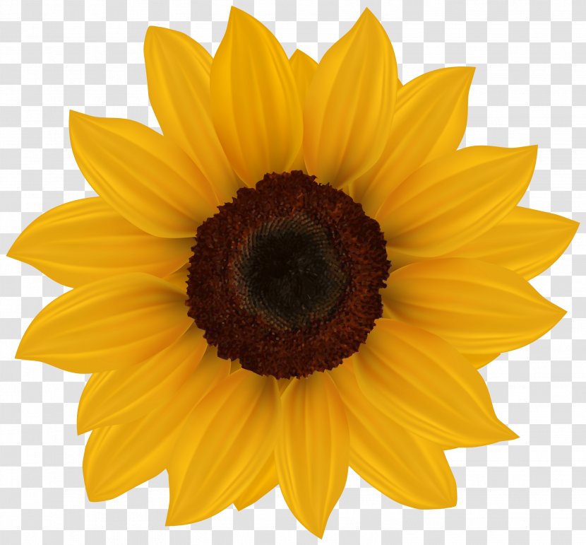 Common Sunflower Clip Art - Yellow - Flower Transparent PNG