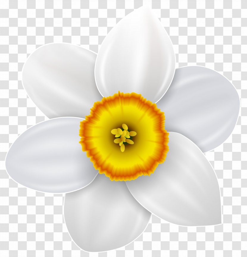 Narcissus Can Stock Photo Clip Art - Petal - Transparent Image Transparent PNG