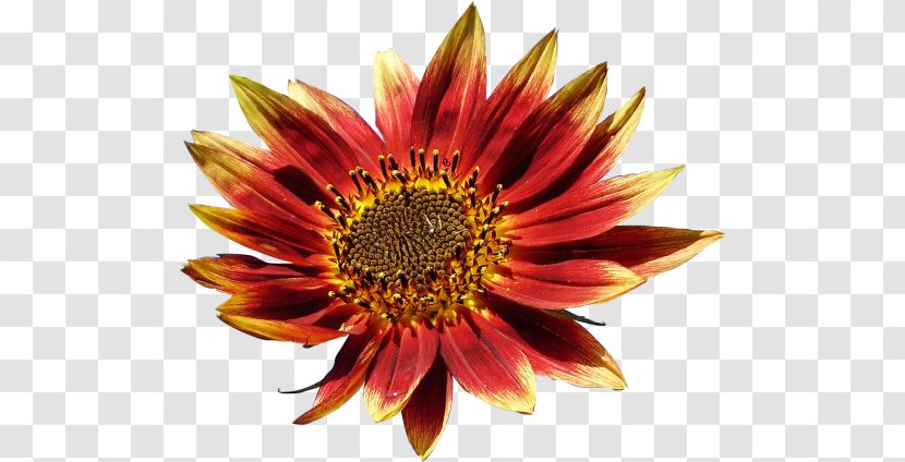 Common Sunflower Blanket Flowers Petal Coneflower Chrysanthemum - Chrysanths Transparent PNG