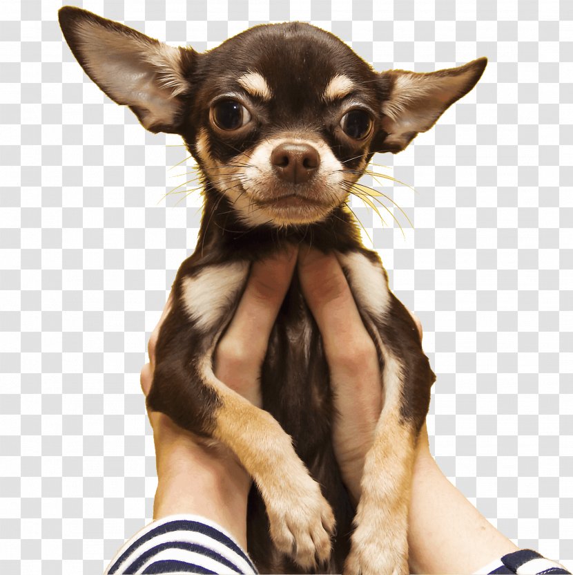 Chihuahua Russkiy Toy Puppy Dog Breed Cat Transparent PNG