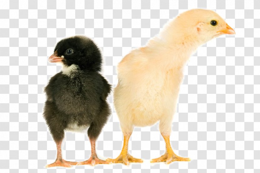 Chicken Egg Animal Cuteness - Eggshell - Cute Chick Transparent PNG