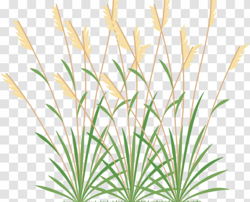Weed Clip Art Image - Botany - Seaweed Clipart Grass Transparent PNG