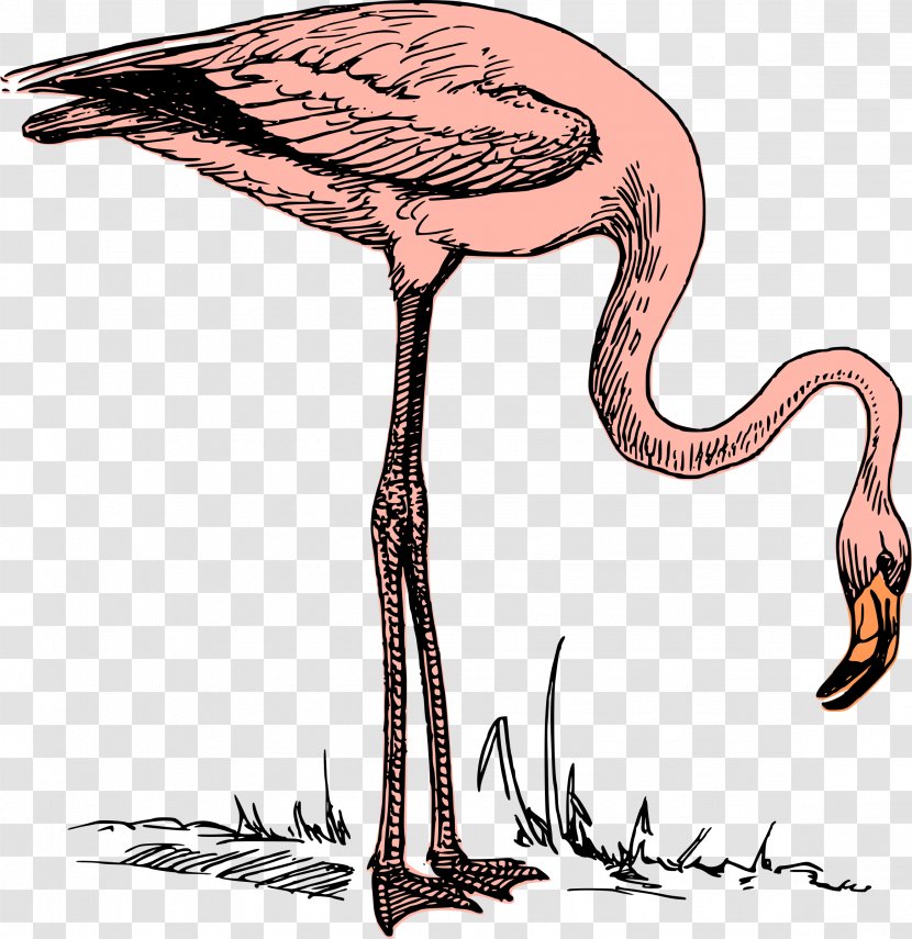 Flamingo Clip Art - Extinction Transparent PNG