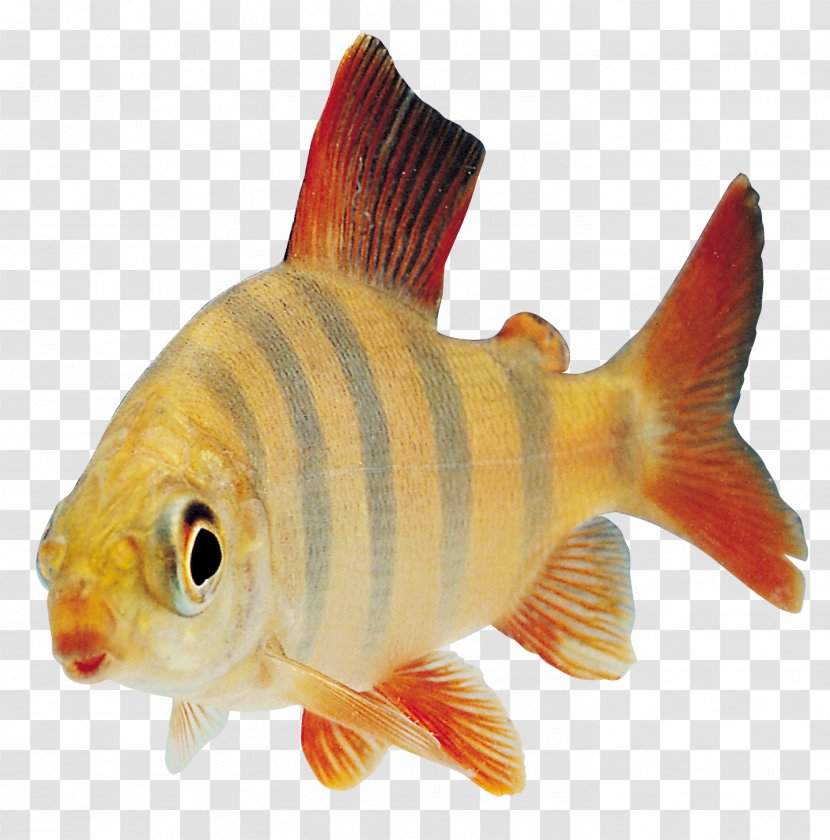 Fish Clip Art - Goldfish - 9 Transparent PNG